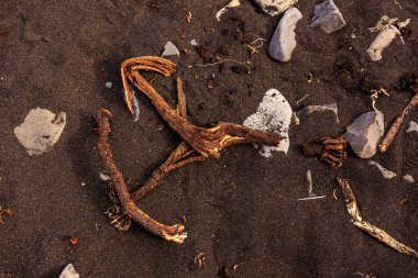 İzlanda Kara Kum Sahili 'nde Sürüklenen Ağaçlar ve Taşlar 
