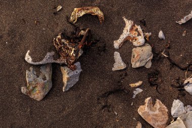 İzlanda Kara Kum Sahili 'nde Sürüklenen Ağaçlar ve Taşlar 