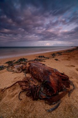 Dusk, Bali 'deki Sanur Sahili' nde sürüklenen ağaçlar.