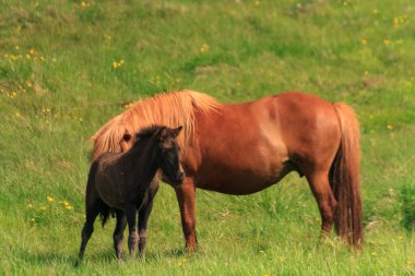 İzlanda Atı Yaz Çayırında Otlanıyor
