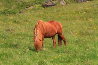 İzlanda Atı Yaz Çayırında Otlanıyor