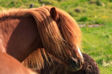 Yaz Çayırında İzlanda Atı Otlatma 'nın yakın çekimi