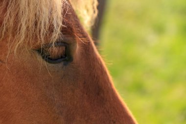 Yaz Çayırında İzlanda Atı Otlatma 'nın yakın çekimi