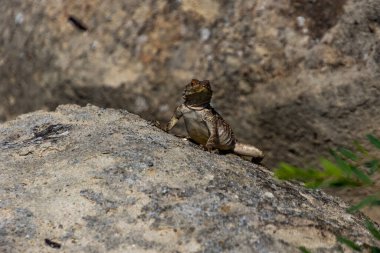 Rock-Dwelling Kertenkelesi Güneşte Parlıyor, Georgia