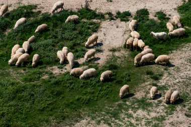 Kırsal Georgia 'da Otlayan Koyun 