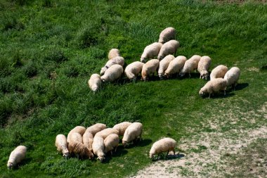 Kırsal Georgia 'da Otlayan Koyun 