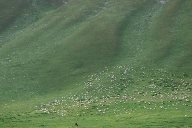 Kırsal Georgia 'da Otlayan Koyun 