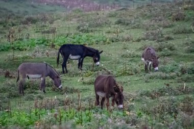 Kırsal Georgia 'da Otlayan Eşek