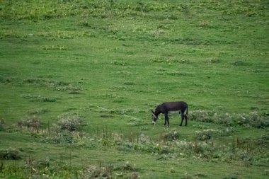 Kırsal Georgia 'da Otlayan Eşek