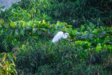 Livingston, Guatemala 'da Lush Palm Leaves' de Akbalıkçıl
