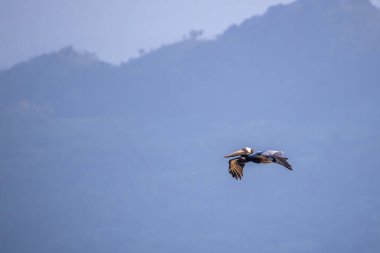 Kahverengi Pelikanlar Livingston, Guatemala 'da su yüzeyinde uçuyorlar.