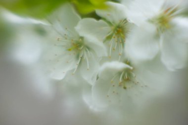 Yumuşak Bahar Bokeh 'inde İlahi Beyaz Çiçekler