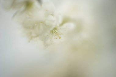 Yumuşak Bahar Bokeh 'inde İlahi Beyaz Çiçekler