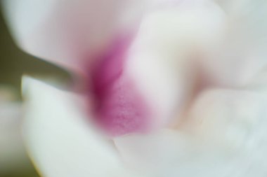 Yumuşak Bokeh dilinde Göksel Pembe Taç Soyutlaması 