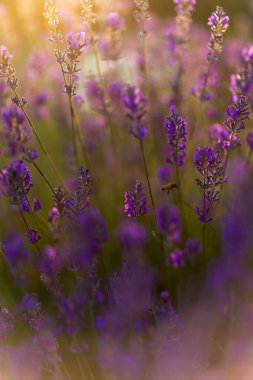Golden Hour 'da bal arısı ile lavanta tarlası