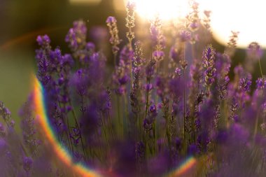 Golden Hour 'da bal arısı ile lavanta tarlası