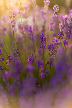 Golden Hour 'da bal arısı ile lavanta tarlası