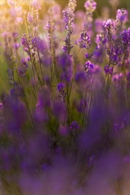 Golden Hour 'da bal arısı ile lavanta tarlası