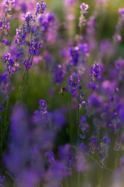 Golden Hour 'da bal arısı ile lavanta tarlası