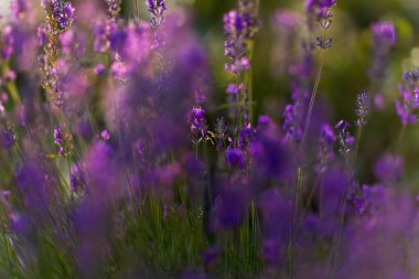 Golden Hour 'da bal arısı ile lavanta tarlası