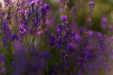 Golden Hour 'da bal arısı ile lavanta tarlası