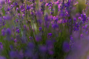 Golden Hour 'da bal arısı ile lavanta tarlası