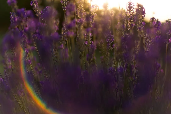 Golden Hour 'da bal arısı ile lavanta tarlası