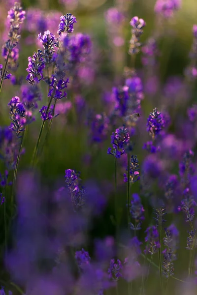 Golden Hour 'da bal arısı ile lavanta tarlası