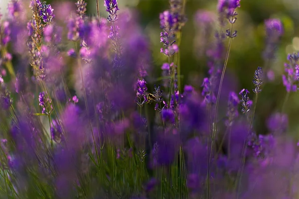 Golden Hour 'da bal arısı ile lavanta tarlası