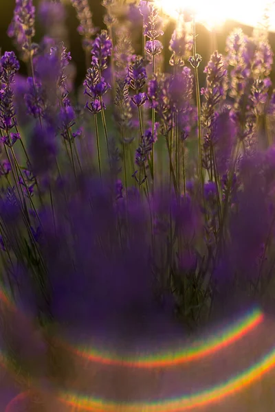 Golden Hour 'da bal arısı ile lavanta tarlası