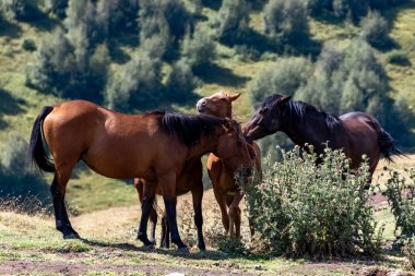Georgia 'da Dağ Çayırında Otlayan Atlar