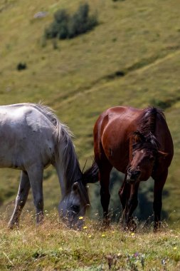 Georgia 'da Dağ Çayırında Otlayan Atlar