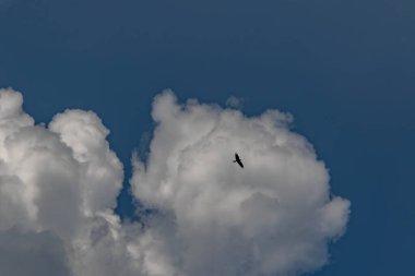 Yükselen Kara Akbaba Dramatik Gürcistan Gökyüzüne Çıktı