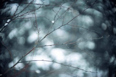 Yumuşak Bokeh 'li Kış Dalları