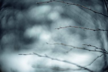 Yumuşak Bokeh 'li Kış Dalları