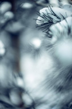Yumuşak Bokeh ile karla kaplı çam dallarının yakın görüntüsü 