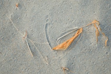 Yapılandırılmış Baltık Denizi Kumu üzerindeki doğal enkaz