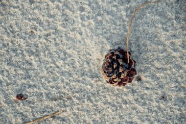 Çam kozalağı ve Baltık Denizi Kumu İğneleri