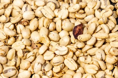 Guatemala 'da taze toplanmış kahve kirazları