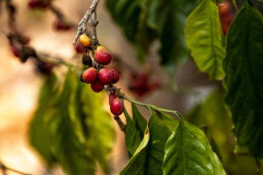 Kahve çekirdeği Guatemala 'da ağaçta büyüyor. 