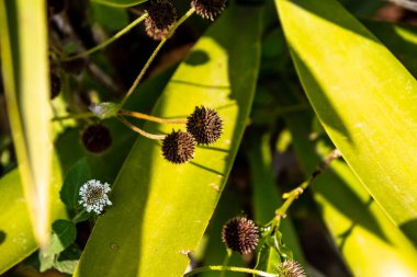 Doğal Güneş Işığında Kurutulmuş Dikenli Tohum Başı