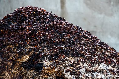 Guatemala 'da taze toplanmış kahve kirazları