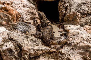 Güneş Işıklı Kayalarda Yucatn Dikenli İguana