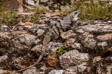 Güneş Işıklı Kayalarda Yucatn Dikenli İguana