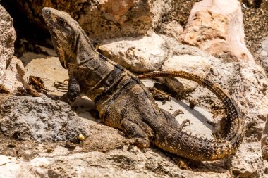 Güneş Işıklı Kayalarda Yucatn Dikenli İguana