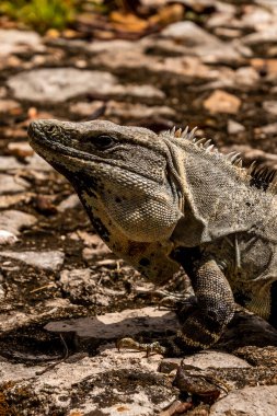 Güneş Işıklı Kayalarda Yucatn Dikenli İguana