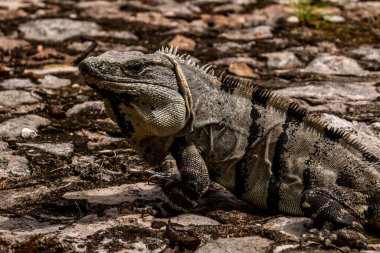 Güneş Işıklı Kayalarda Yucatn Dikenli İguana