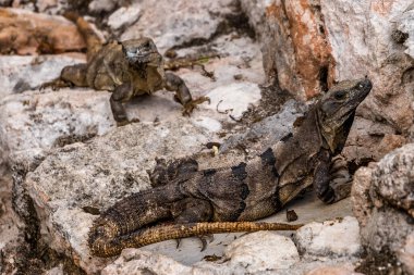 Güneş Işıklı Kayalarda Yucatn Dikenli İguana