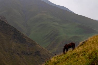Georgia 'da Dağ Çayırında Otlayan Atlar
