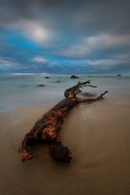 Litvanya sahilinde, uzun pozlu, fırtınalı baltık günbatımında sürüklenen bir odun parçası.